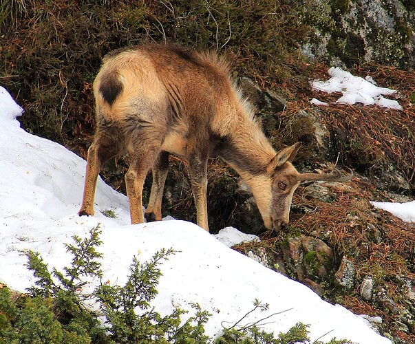 Cauterets Isard