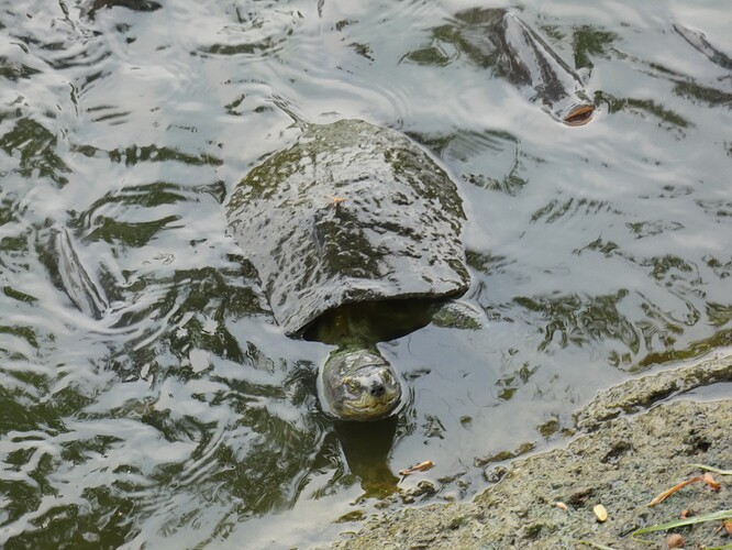 Tortue des temples à tête jaune