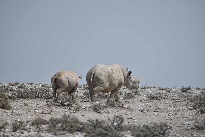 Rhinocéros Noirs