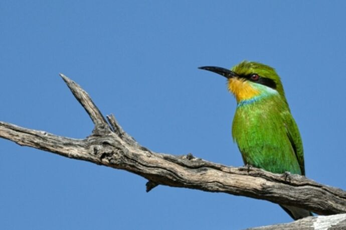 safari dans le Kgalagadi transfrontier park et le kruger national park - marsouin59