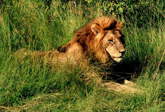 01 MASAI MARA SAFARI 5 02 DECOUVERTE LION A 40 METRES DU VEHICULE EMBOURBE