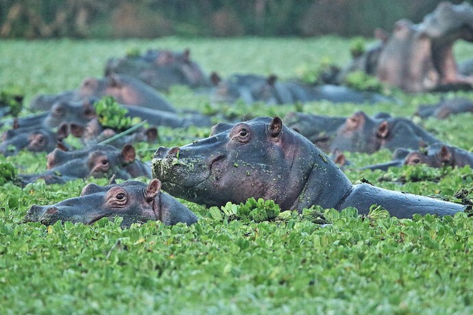 hippos24