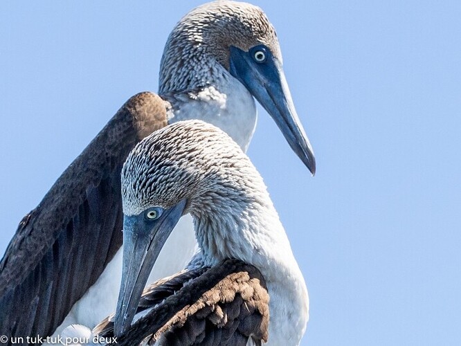 12 jours aux Îles Galápagos en autonomie, c'est vraiment merveilleux! - un-tuk-tuk-pour-deux