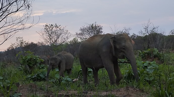 sri lanka 12431235345