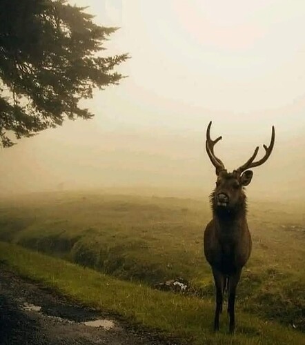 sri lanka Horton Plains