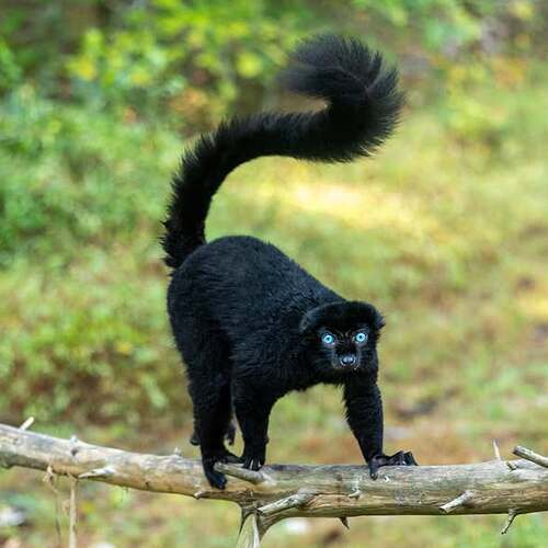 lemur yeux bleux ampitotorana