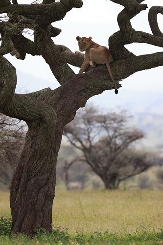 lionne dans l'arbre Serengeti