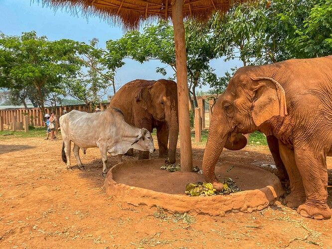 Elephant Nature Park