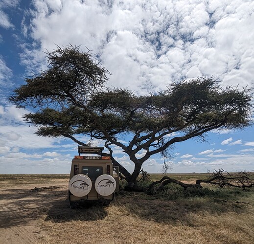 6- 6ème jour matinée au Ndutu, après midi et nuit au Serengeti (76)