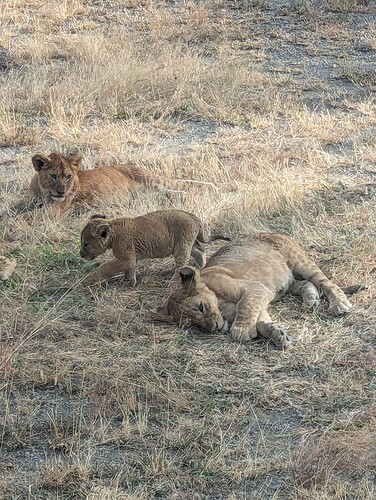 5- 5ème jour Réserve du Ndutu et nuit dans le Ndutu 19.06 (135)