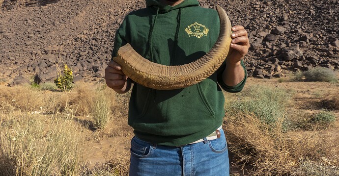Corne de mouflon à manchettes