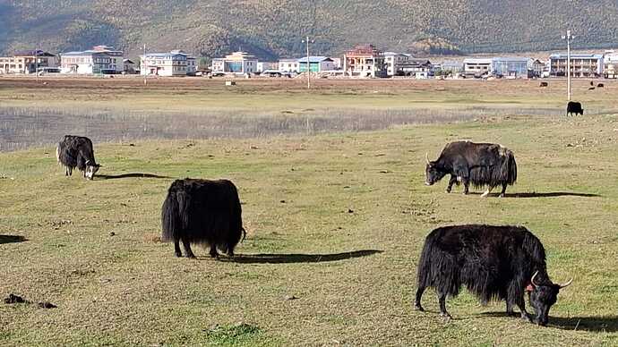 IMG-20251115-WA0010