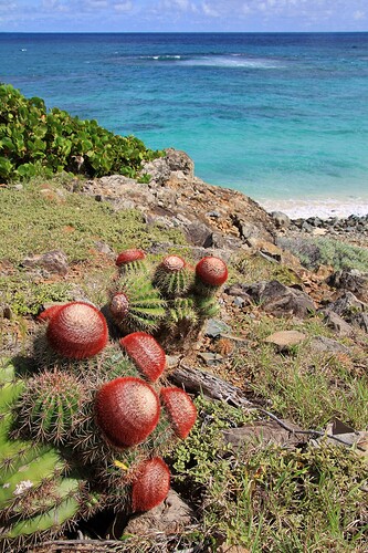 Cactus