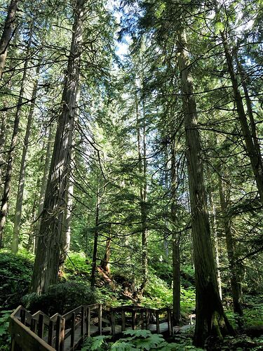 L'Ouest canadien à pleins poumons: épisode 1, les Rocheuses et la chaîne Alberta - fabienne65