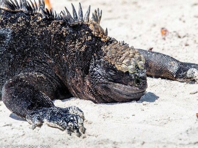 12 jours aux Îles Galápagos en autonomie, c'est vraiment merveilleux! - un-tuk-tuk-pour-deux