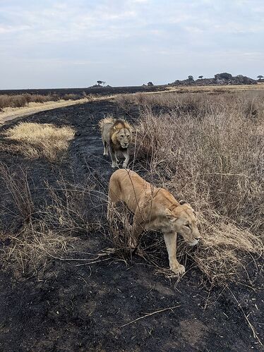 Des vacances inoubliables grâce à CORTO SAFARIS (Kilimandjaro+Safari+Zanzibar) - Morgane-Duphot