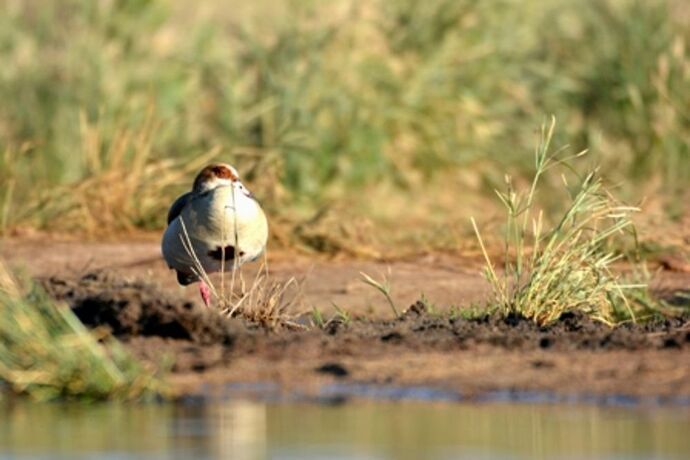 safari dans le Kgalagadi transfrontier park et le kruger national park - marsouin59