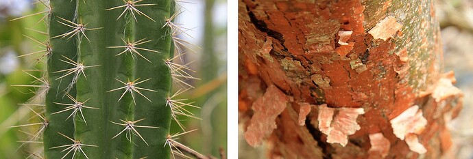 Cactus /                                                                                   Gommier