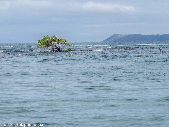 12 jours aux Îles Galápagos en autonomie, c'est vraiment merveilleux! - un-tuk-tuk-pour-deux