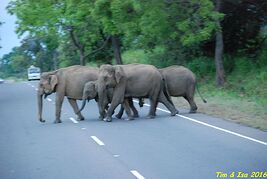 Road trip au Sri Lanka - timdef