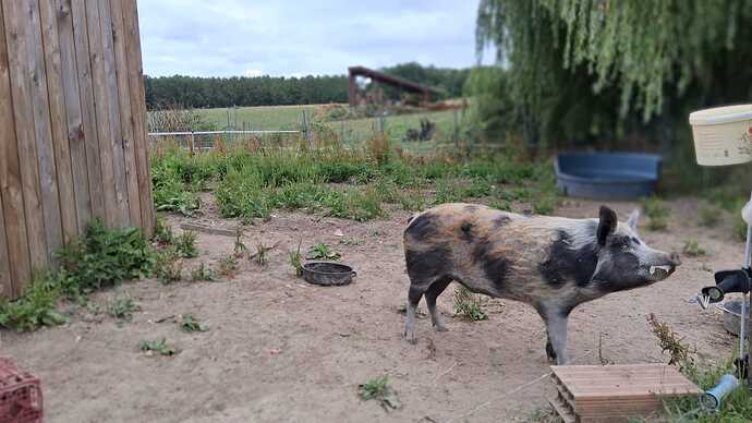 IMG-20250815-WA0009