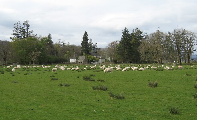Ecosse (230) - Copie
