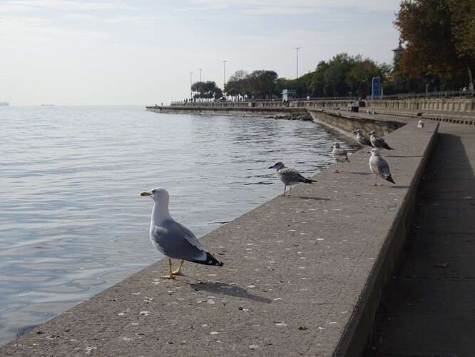 DSC04584_1