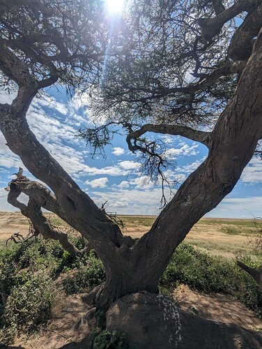 6- 6ème jour matinée au Ndutu, après midi et nuit au Serengeti (80)