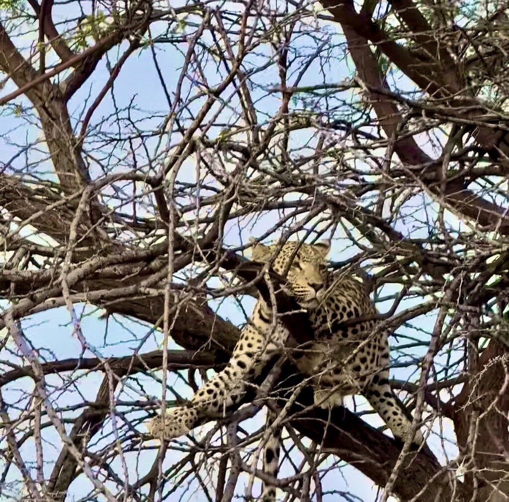 Carnet de voyage Namibie juin-juillet