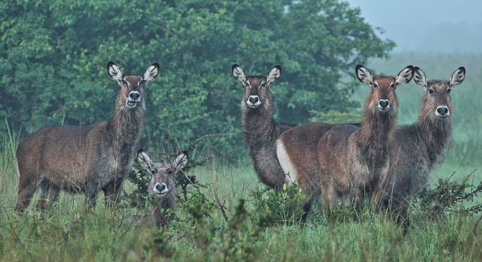 waterbuck3