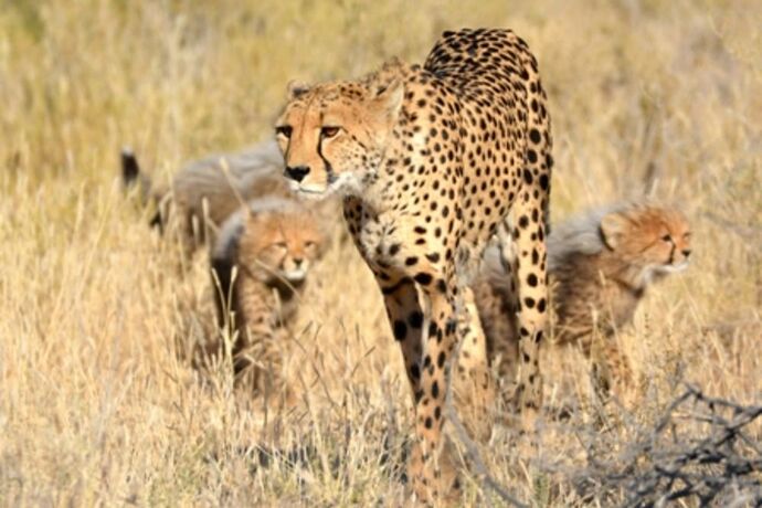 safari dans le Kgalagadi transfrontier park et le kruger national park - marsouin59