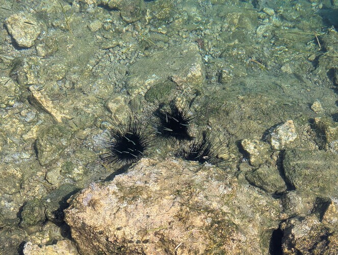 PXL_20250720_083139486_1