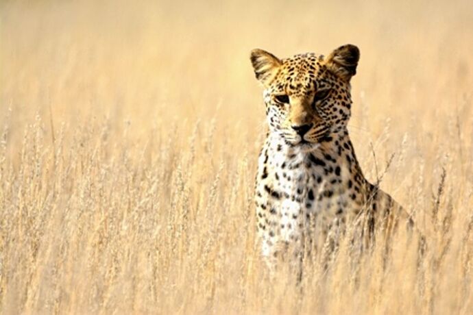 safari dans le Kgalagadi transfrontier park et le kruger national park - marsouin59