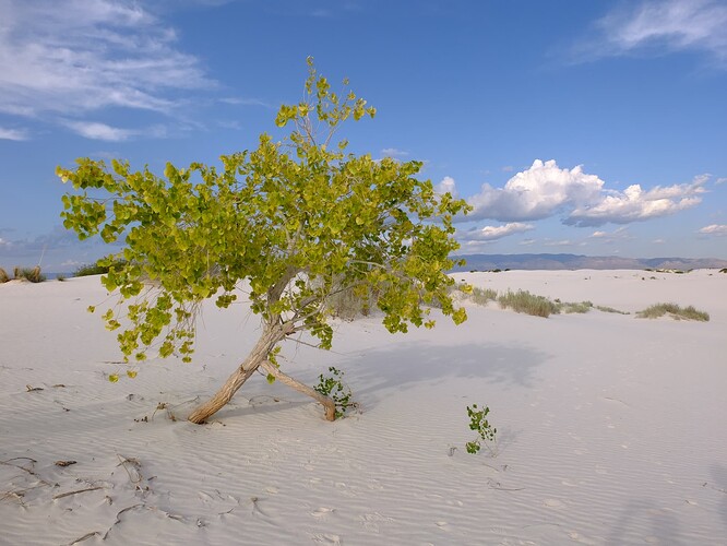 White Sand (144)
