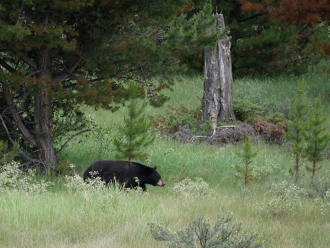 L'Ouest canadien à pleins poumons: épisode 1, les Rocheuses et la chaîne Alberta - fabienne65