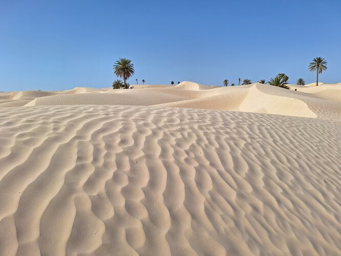 TUNISIE Zaafrane (13)