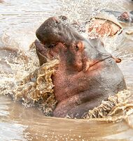 Voyage sur mesure Zanzibar + Tanzanie (Safari) avec Trip Top - Maxence-N-Drix