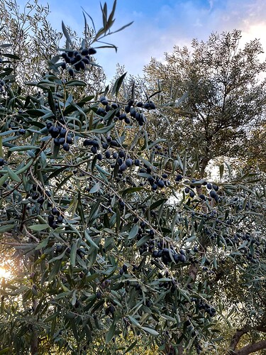 Olives prêtes à être récoltées