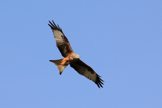 Rapace Milan