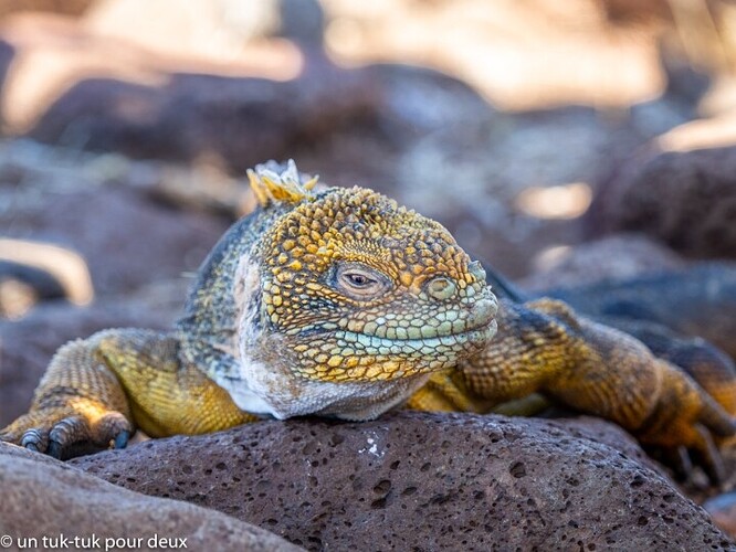 12 jours aux Îles Galápagos en autonomie, c'est vraiment merveilleux! - un-tuk-tuk-pour-deux