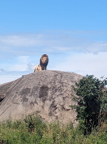 6- 6ème jour matinée au Ndutu, après midi et nuit au Serengeti (99)