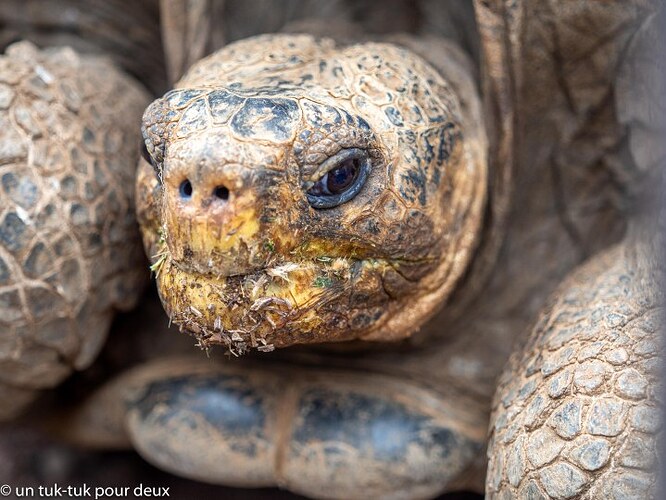 12 jours aux Îles Galápagos en autonomie, c'est vraiment merveilleux! - un-tuk-tuk-pour-deux