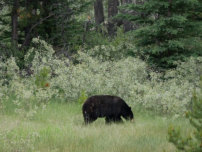 L'Ouest canadien à pleins poumons: épisode 1, les Rocheuses et la chaîne Alberta - fabienne65 L'Ouest canadien à pleins poumons: épisode 1, les Rocheuses et la chaîne Alberta - fabienne65