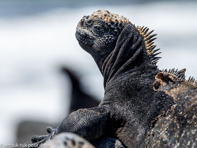 12 jours aux Îles Galápagos en autonomie, c'est vraiment merveilleux! - un-tuk-tuk-pour-deux