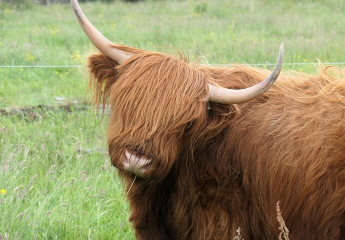 Road-trip de 3 semaines en Ecosse