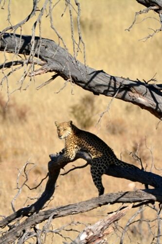 safari dans le Kgalagadi transfrontier park et le kruger national park - marsouin59