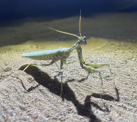 Mante mendiante (Blepharopsis mendica)