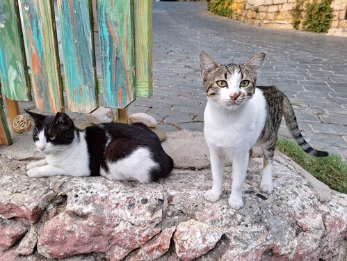 Miaou !