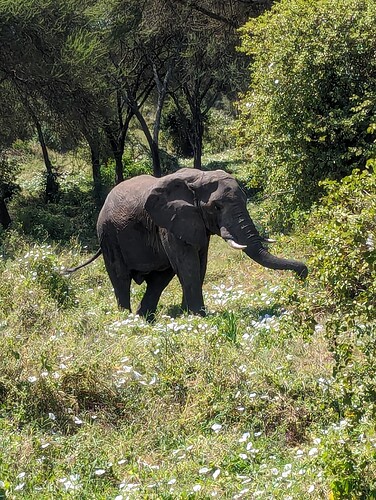 3- 3ème jour Parc du Tarangire 17.06 (30)