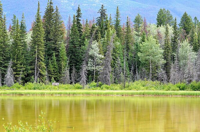 L'Ouest canadien à pleins poumons: épisode 1, les Rocheuses et la chaîne Alberta - fabienne65